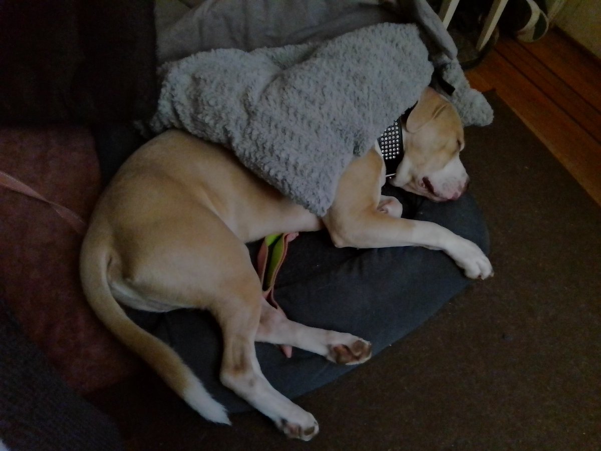 LebrockTony's tweet photo. Tue๐TwoPitties And A Papa!
#pittielovers #pittieparents
#pittiefamily #lazydogs #pets #nightvibes #familytime #pitti https://t.co/ryduJEQllG