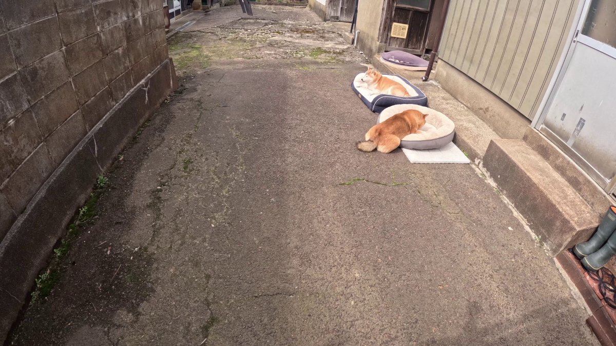 GMJpaCSCbuIDYDw's tweet image. 【監視カメラ映像】
観察した結果、結構広い範囲で日向ぼっこしていることが判明いたしました
#dog #shiba #犬 #柴犬 #丸柴 #犬のいる生活 #柴犬がいる暮らし
くわしくはコチラから
youtu.be/sOPmiIv2EBs
@YouTube