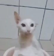 mayu vai ver o iKON 🫪 tweet media