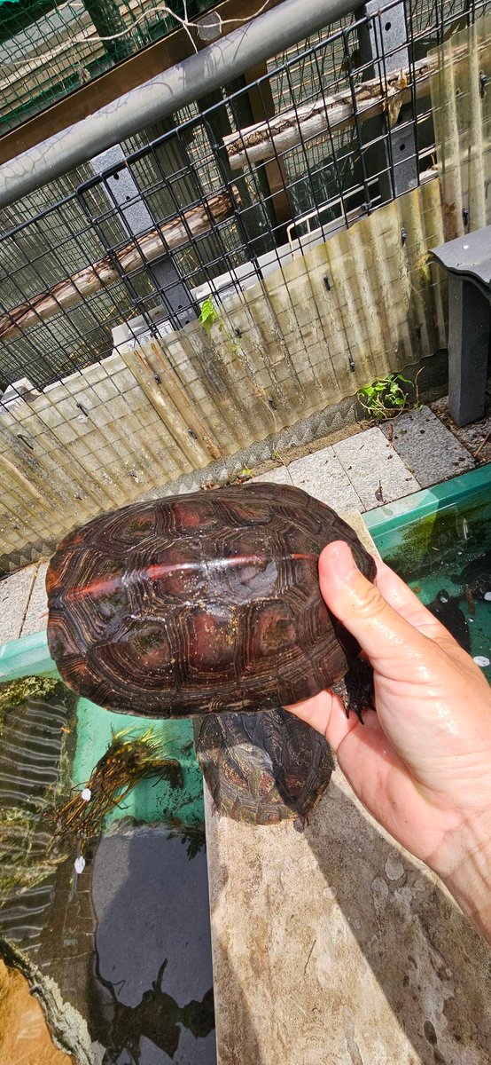 発色がいい季節！

#カントンクサガメ
#広東クサガメ
#Mauremysnigricans
#Redneckedpondturtle
#Chineseredneckedpondturtle