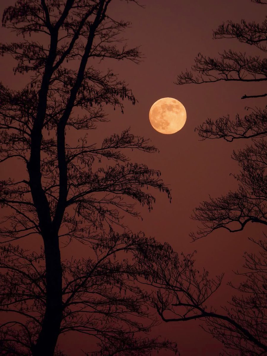 Full Moon lover