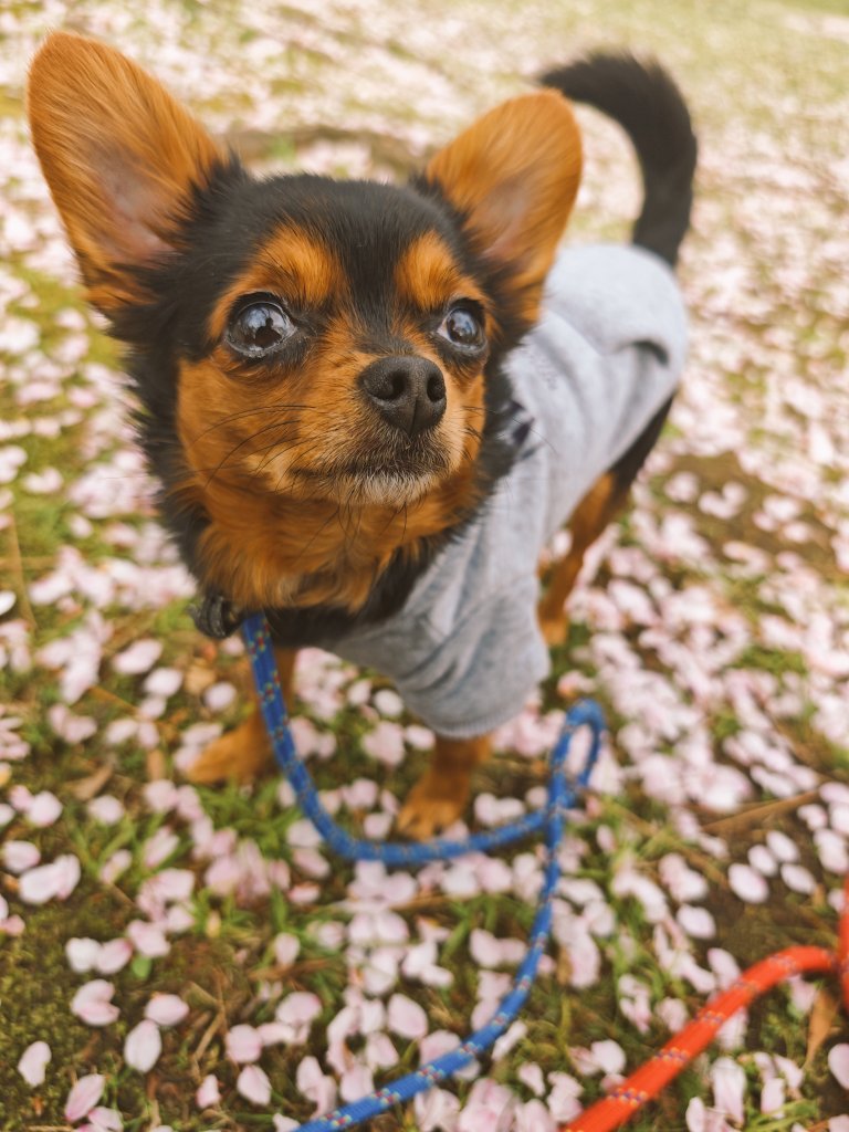 D8xLpb3's tweet photo. お花見できた🌸
＃お花見
＃駿府城
＃駿府公園 https://t.co/5ZRGZ9QQLY