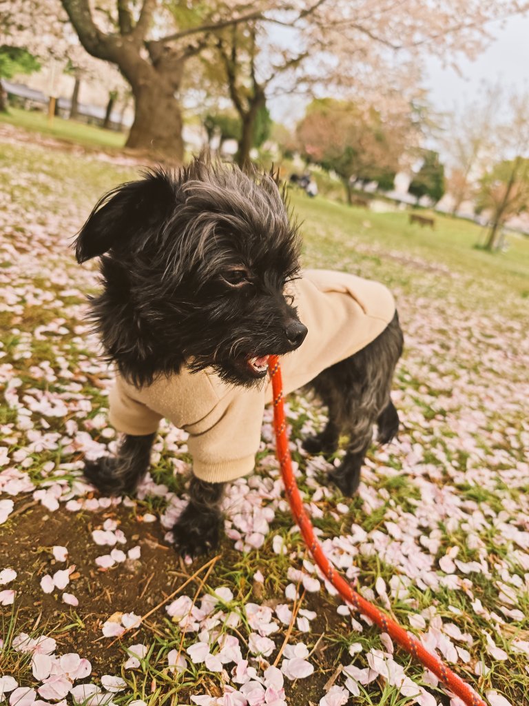 D8xLpb3's tweet photo. お花見できた🌸
＃お花見
＃駿府城
＃駿府公園 https://t.co/5ZRGZ9QQLY