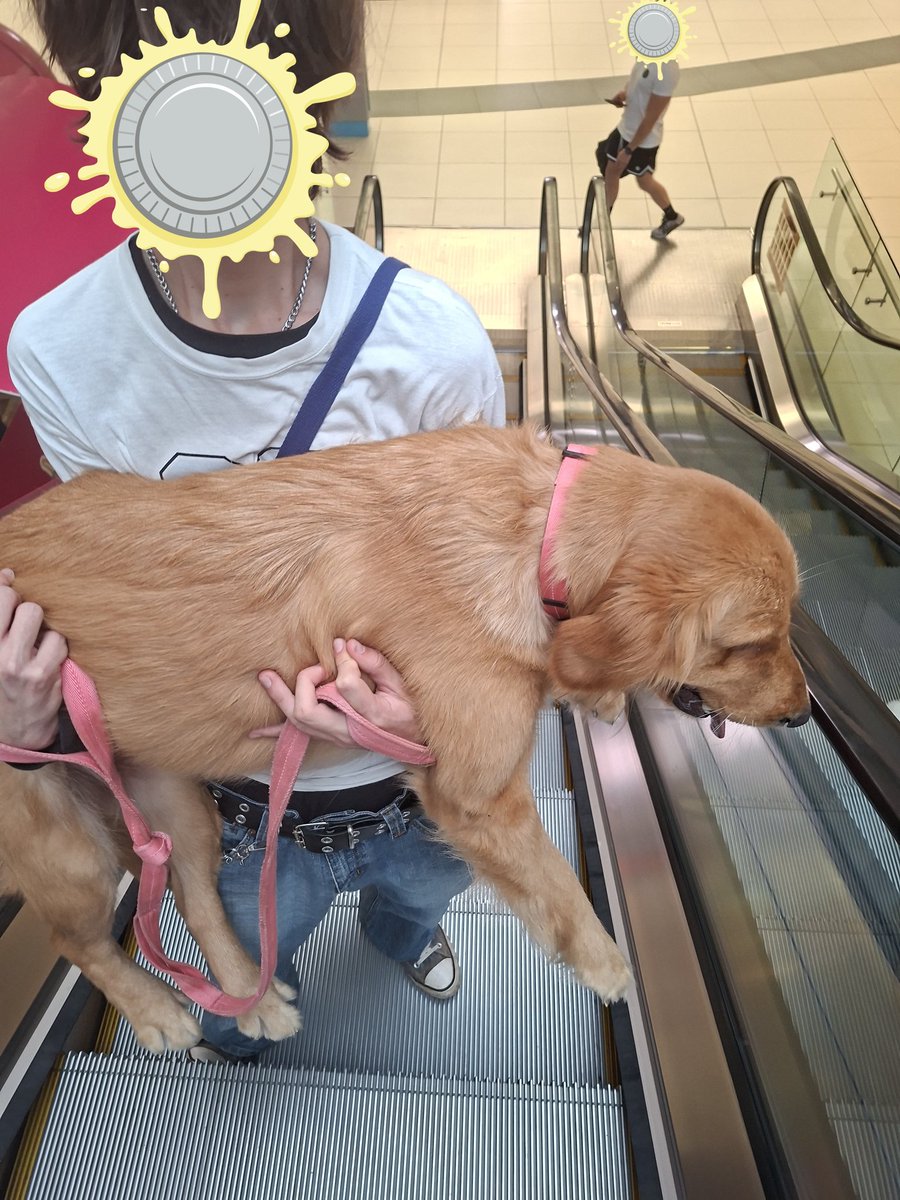 ˚₊‧ ୧ 🍡 rᥱᥒ ୧ ‧₊˚ tweet media