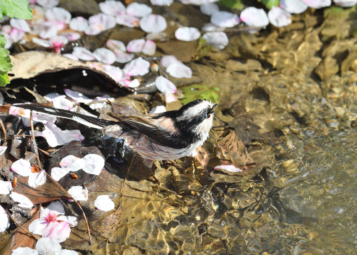 무민투 tweet media