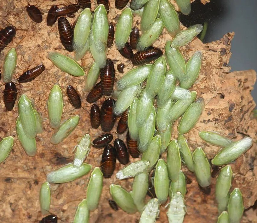 𓆝 ⋆ ｡𖦹 tweet media