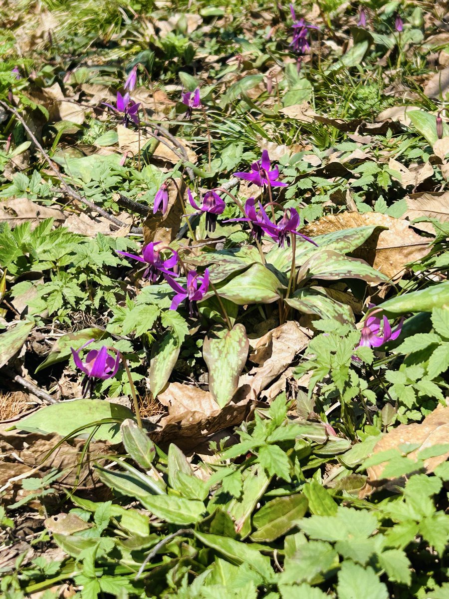 g_michinoeki's tweet photo. そば処 大梵字です❗️
裏手奥にかたくりの花🌸が咲く場所があります。
開花状況を見に行ったところ、日当たりの良い一帯のみ咲いていました✨
これからの開花が楽しみです😊
本日もご来店お待ちしております❗️

#大梵字 #十割そば #手打ち #あさひ #かたくりの花 #開花状況 https://t.co/ZwB6JETurh