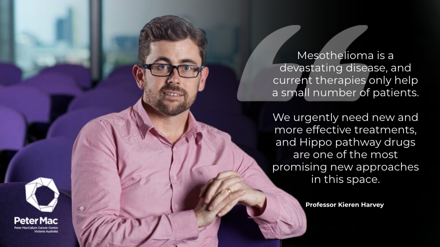 PeterMacCC's tweet image. A boost today in the fight against one of the deadliest cancers, #mesothelioma.

The @HarveyHippoLab has secured $500K+ from @WorldwideCancer to advance new treatments targeting the Hippo pathway. 

More: petermac.org/about-us/news-…

#CancerResearch #MedicalResearch