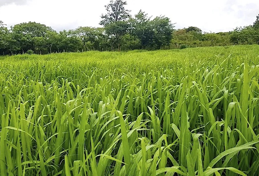 𝗨𝗻 𝗯𝘂𝗲𝗻 𝗴𝗼𝘆 tweet media