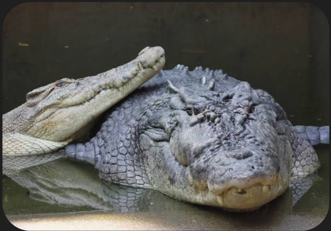 Vigilant_Dingo tweet media