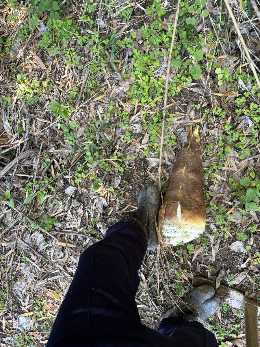 いれ子 tweet media