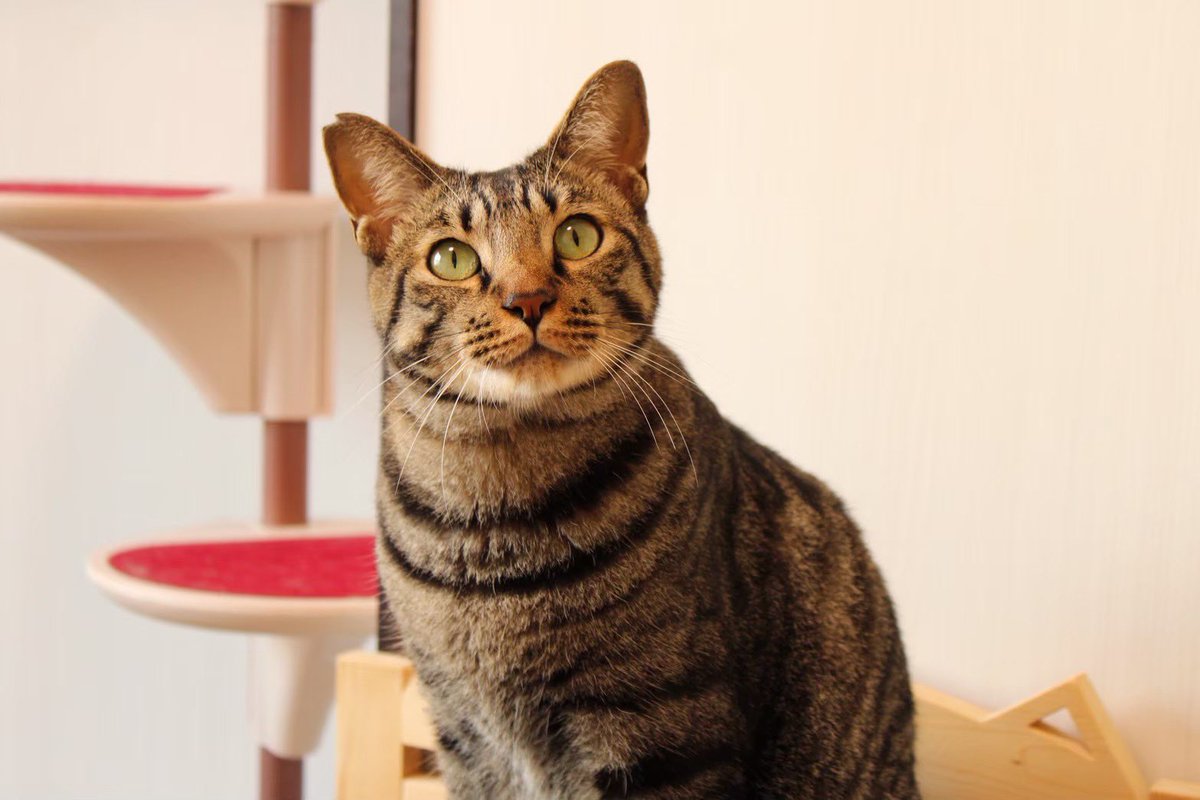 ウリエル里親募集 tweet media