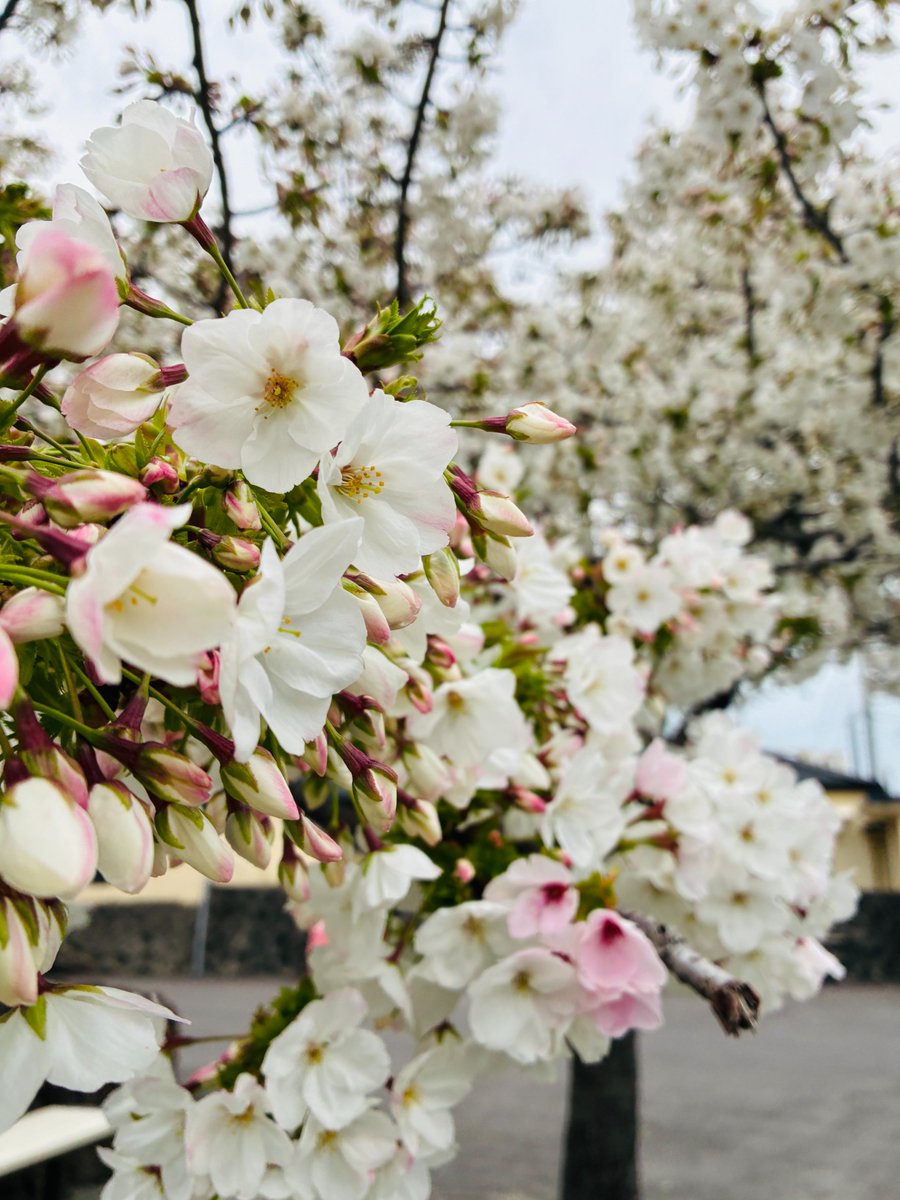 루시드폴 Lucid Fall tweet media