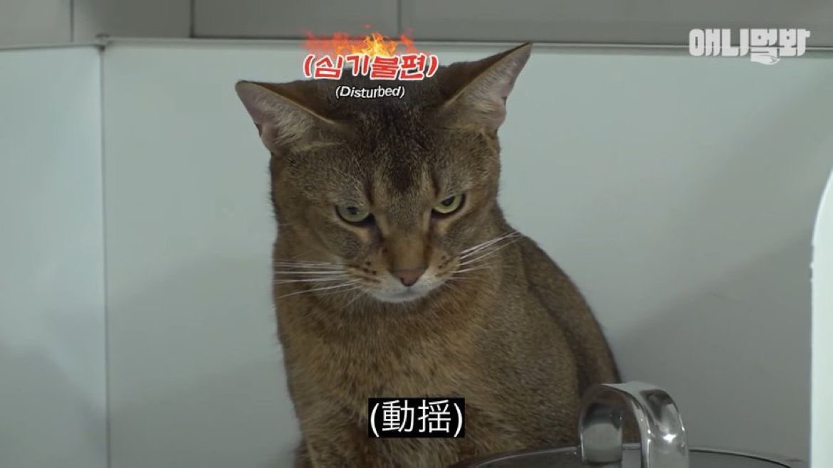 まなにゃ tweet media