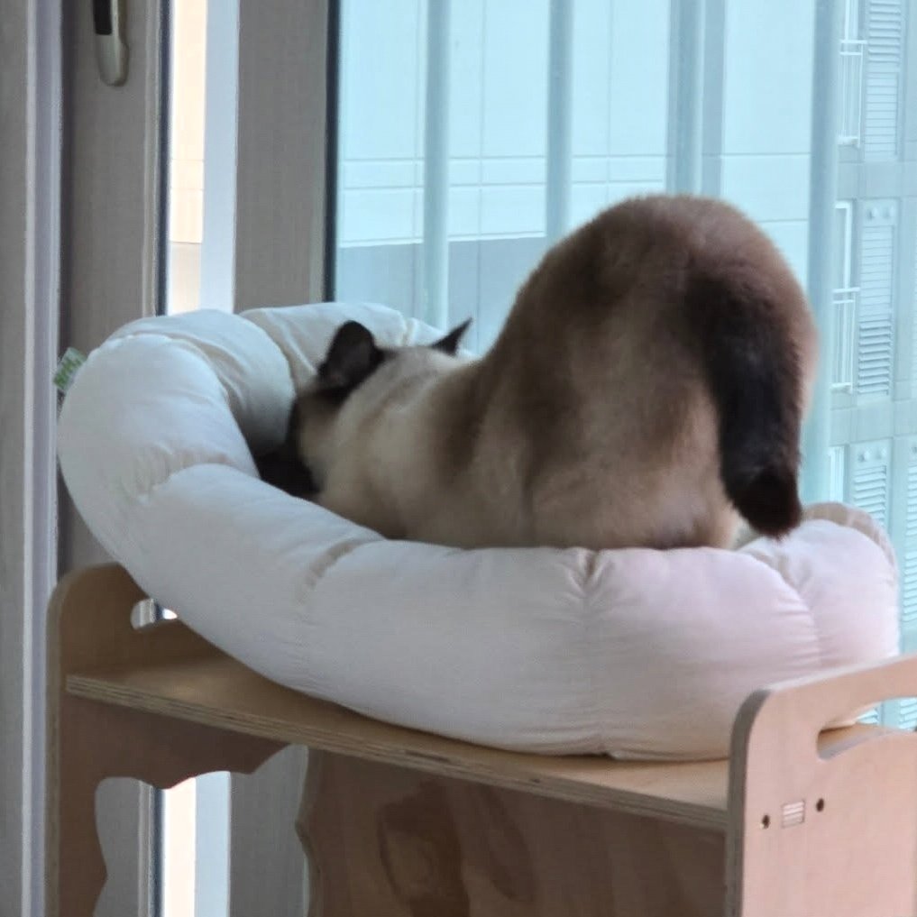 앵알이 tweet media