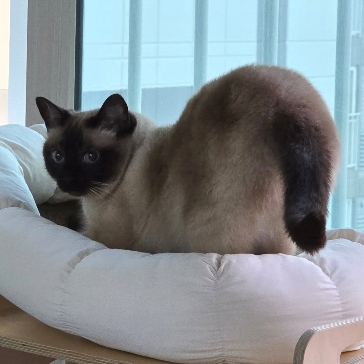 앵알이 tweet media