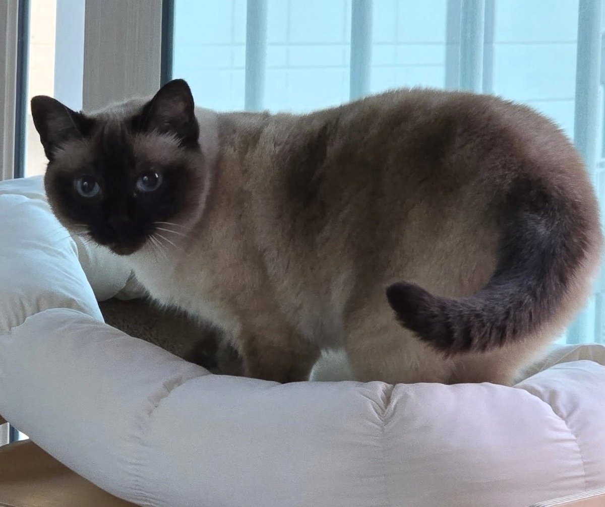 앵알이 tweet media