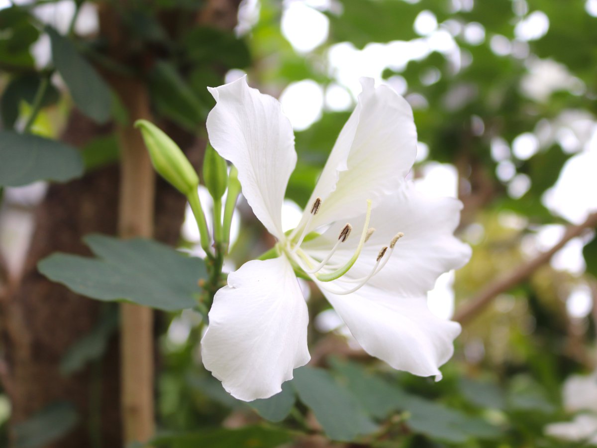 咲くやこの花館 tweet media