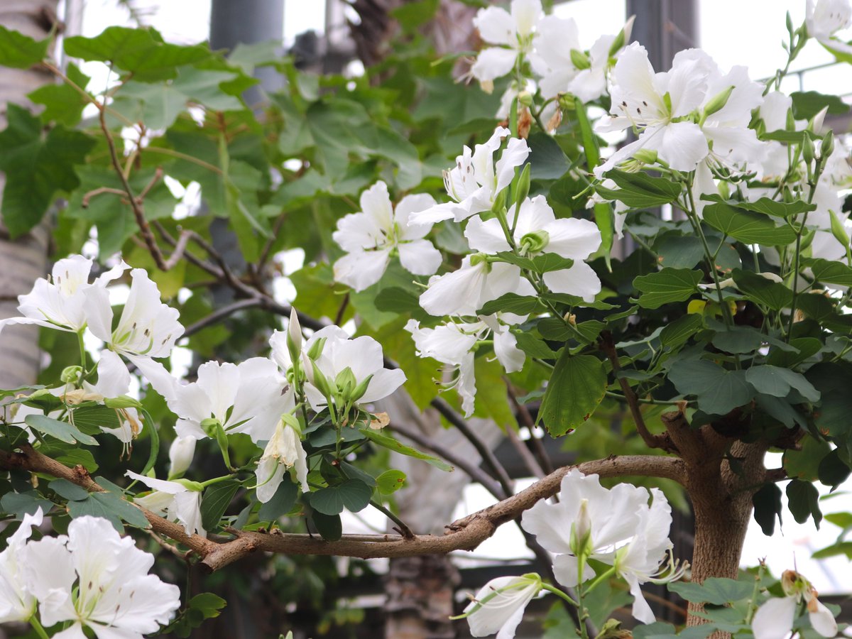 咲くやこの花館 tweet media