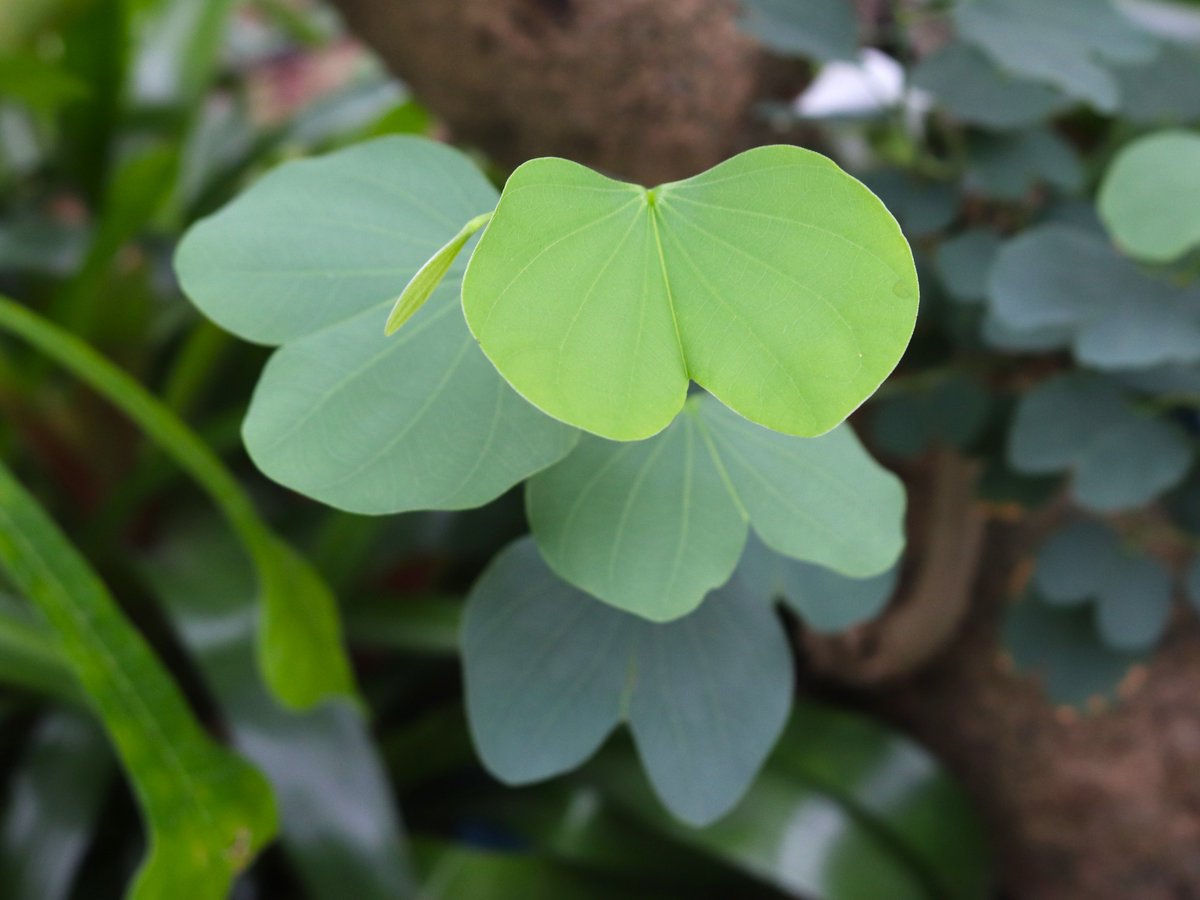 咲くやこの花館 tweet media