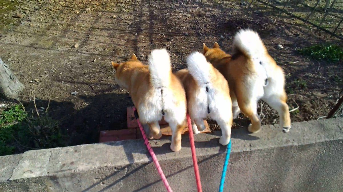 マヨネ tweet media