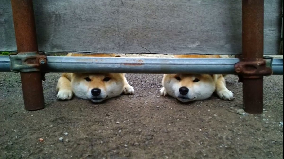 マヨネ tweet media