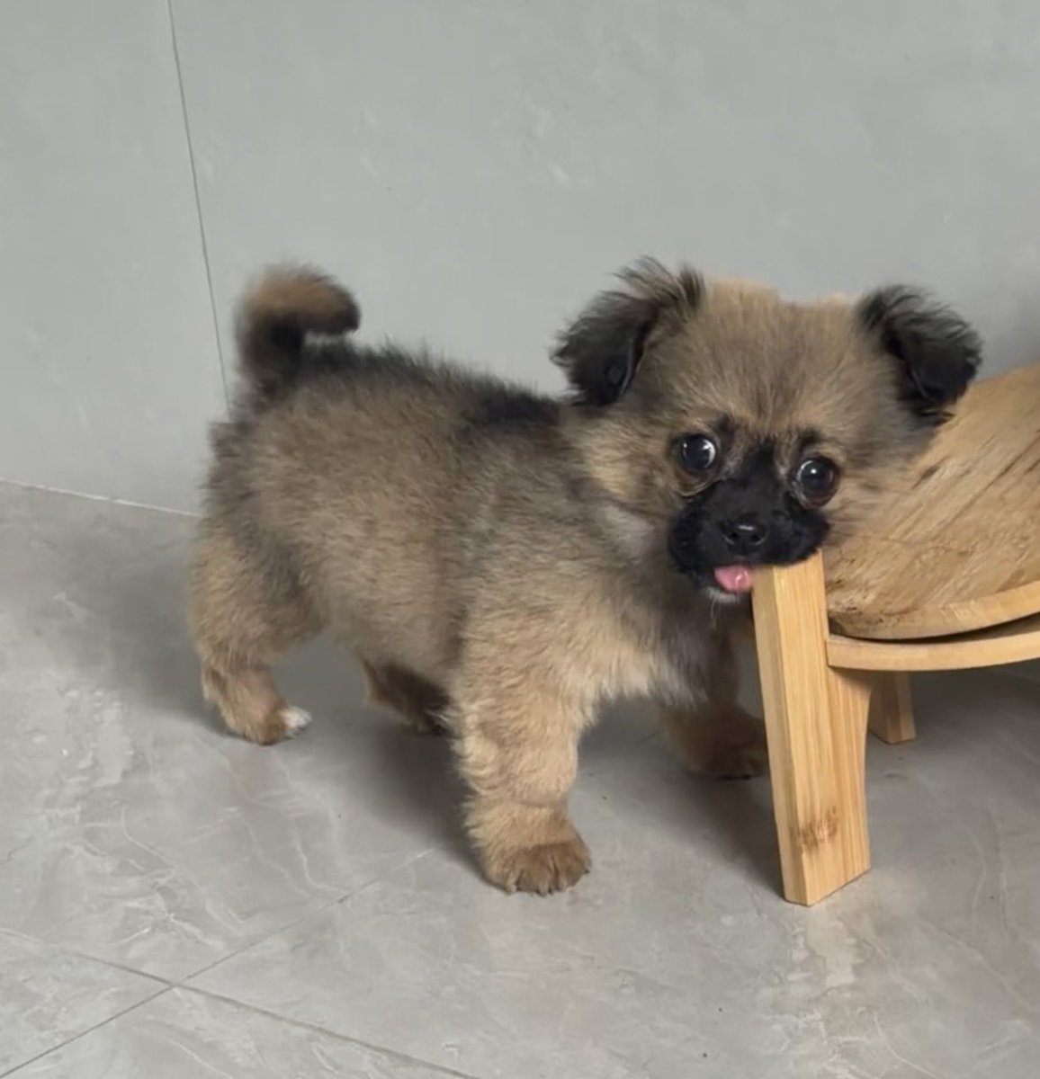 ポコ【公式】 tweet media