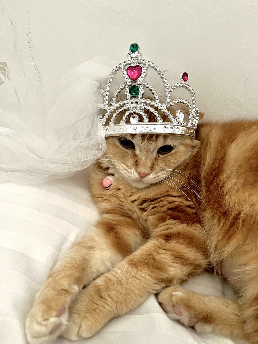 Adung & Imut 🐈 tweet media