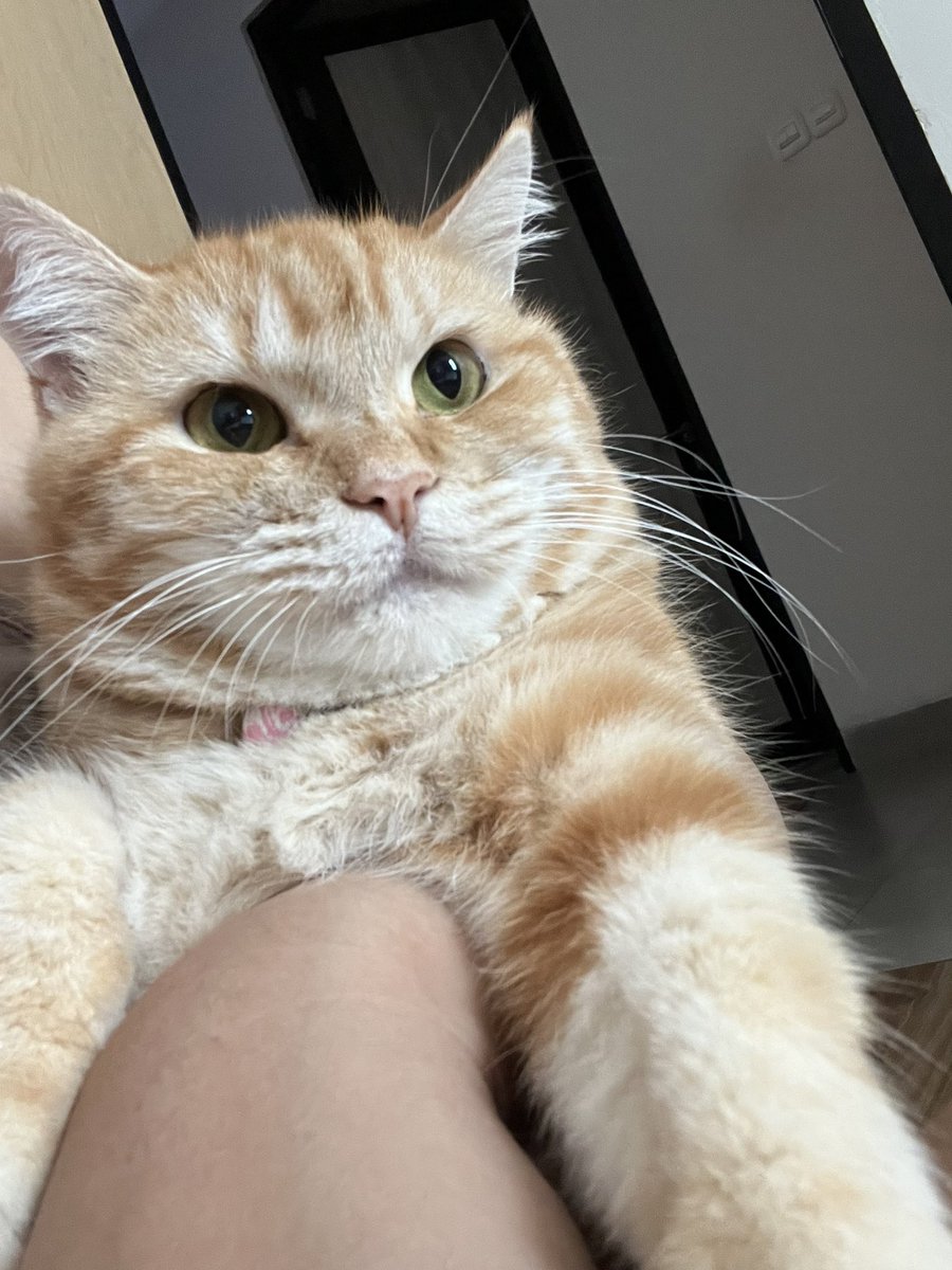 Adung & Imut 🐈 tweet media