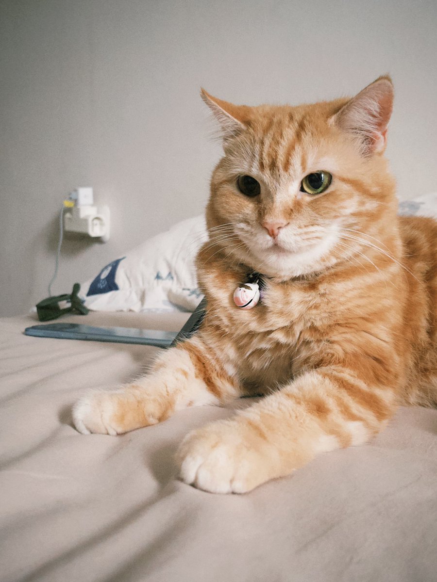 Adung & Imut 🐈 tweet media