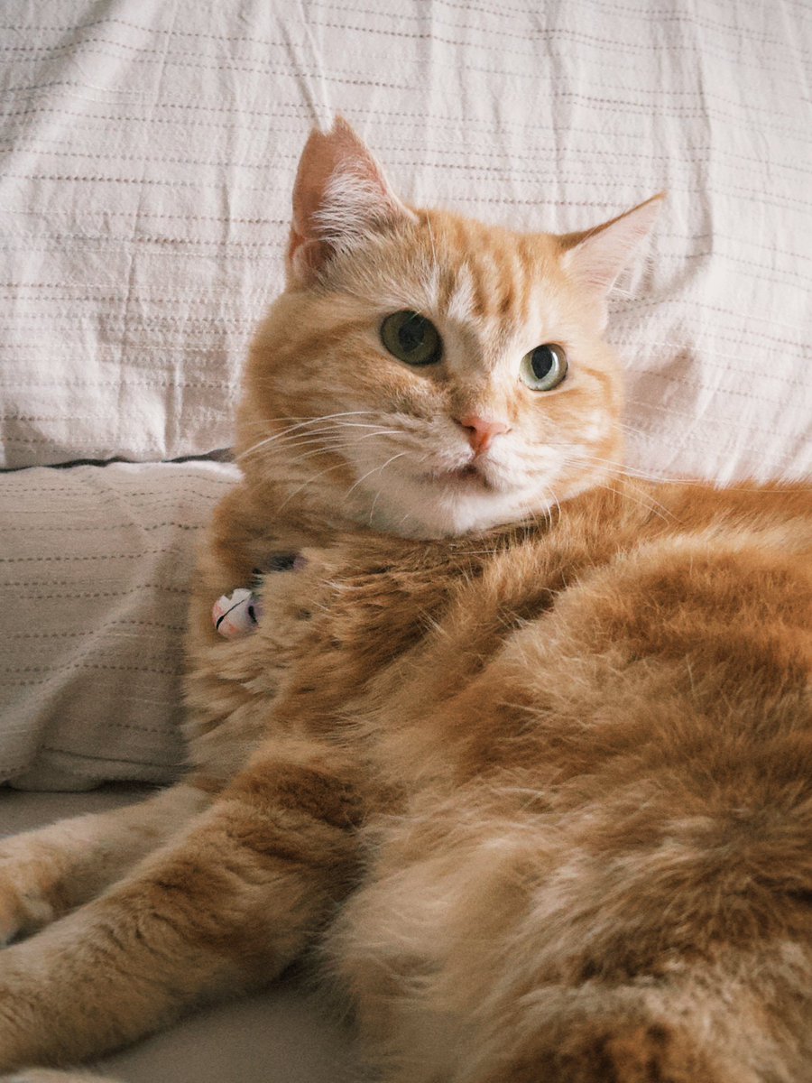 Adung & Imut 🐈 tweet media