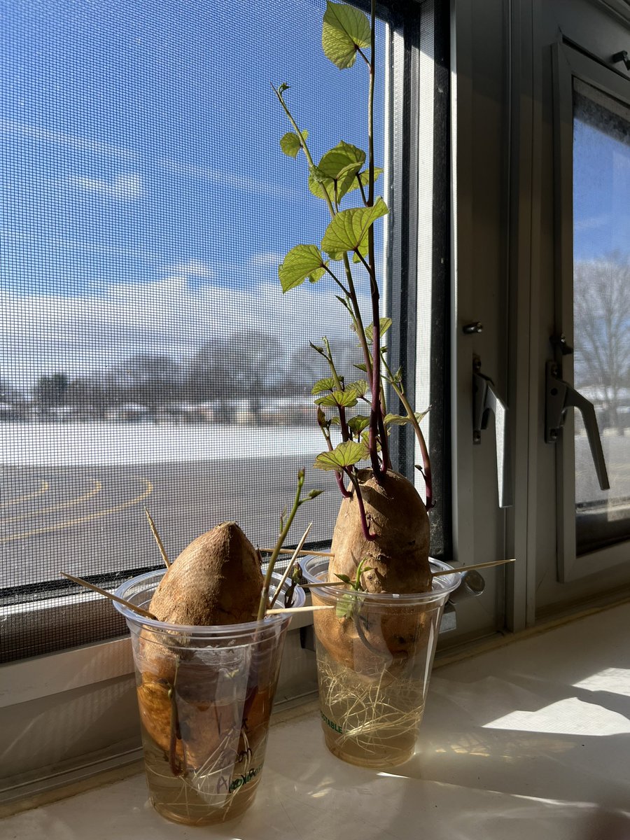 Tanya Balthazaar tweet media