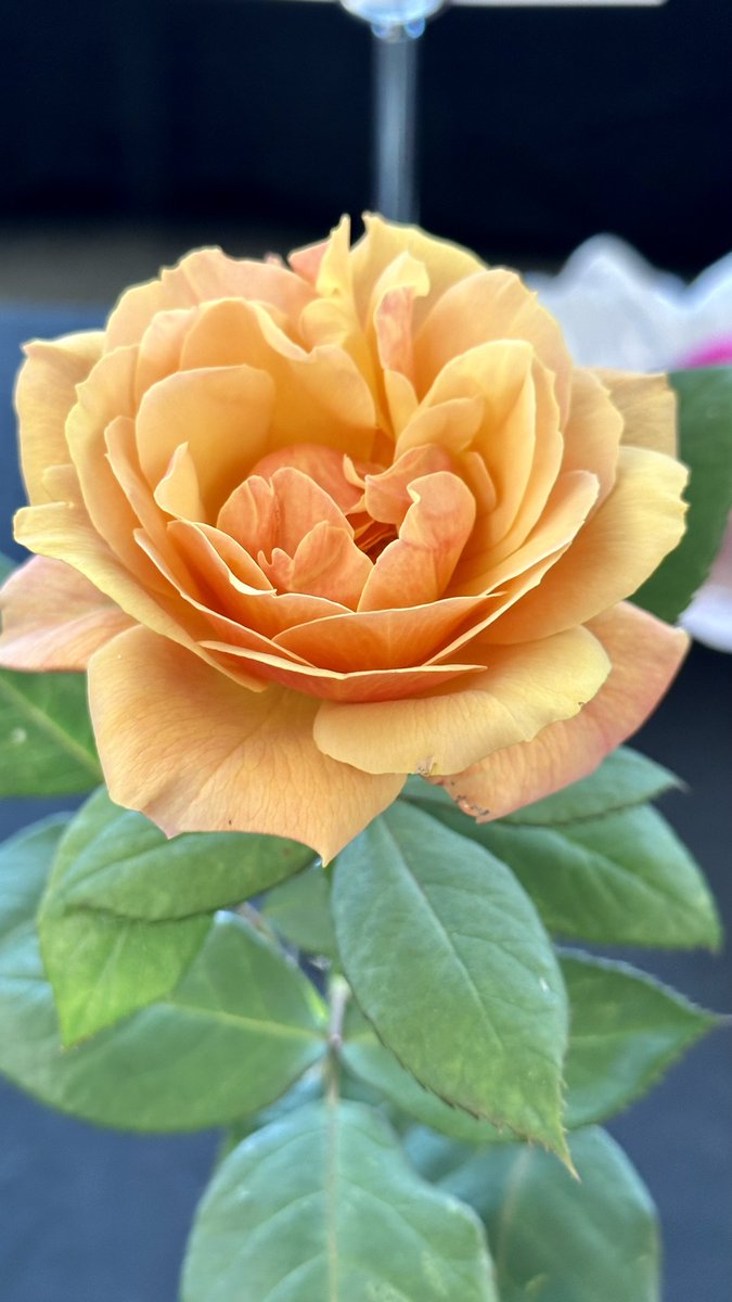 itsme_krrishm's tweet image. Just because the past didn’t turn out like you wanted it to, doesn’t mean the future can’t be better than you ever imagined. - Ziad K. Abdelnour

#HappyWednesday
#RoseWednesday 
#KrrishClick