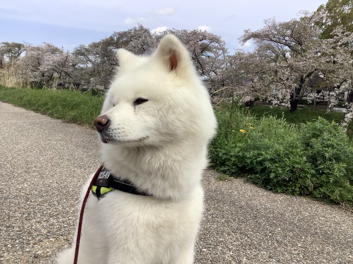 桜の見頃も過ぎました。
最近、ご近所にウチ以外で　秋田犬を飼ってる方に遭遇する様になりました。飼い主的には嬉しいけどワンコ同士は、距離感が難しい💦
お互いにガウガウモード😭💦
#コナツ　＃1日1わんこ　＃秋田犬　
＃秋田犬コナツ　＃桜