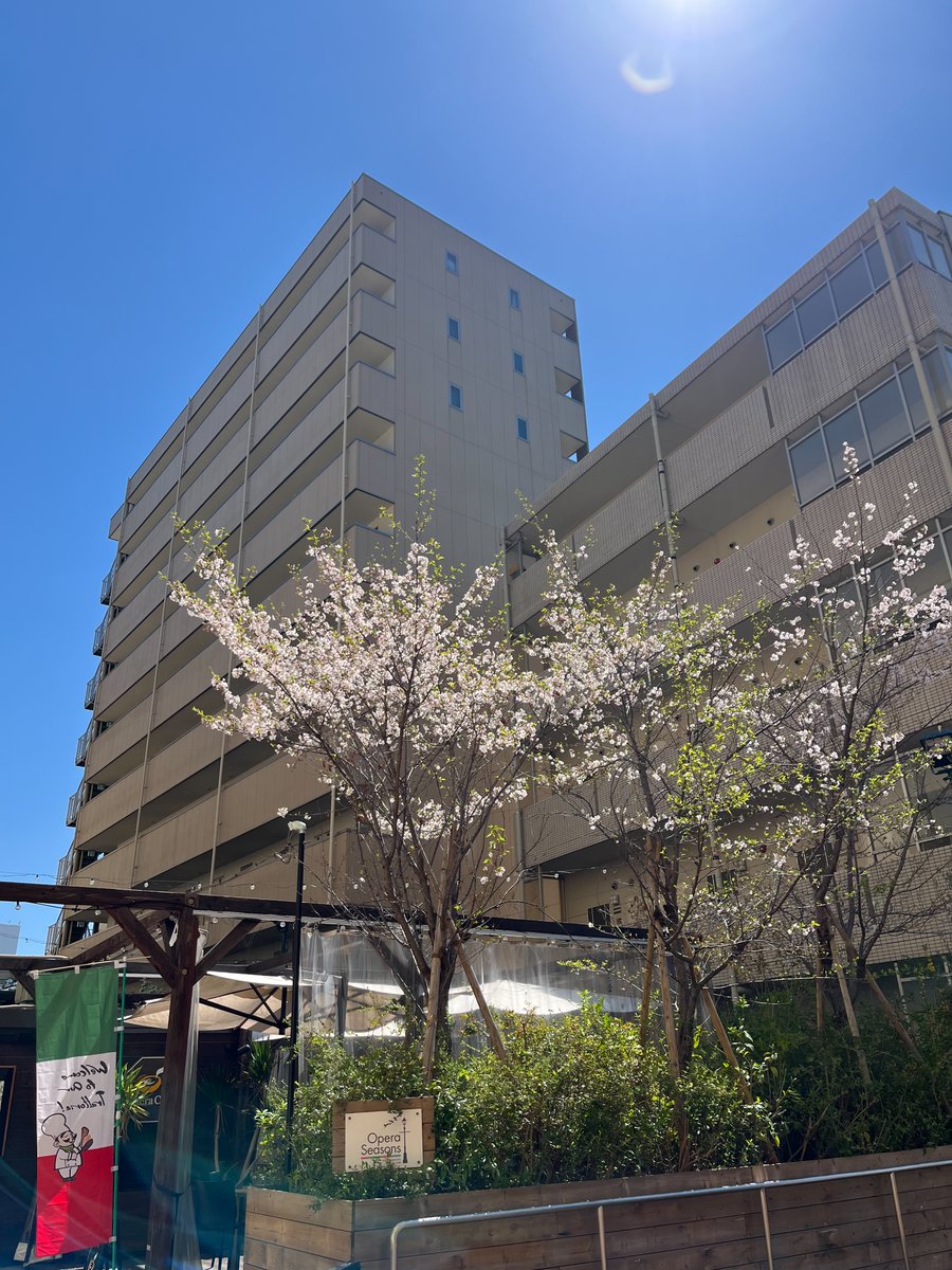 opera_park's tweet photo. お天気回復~~☀
花びら散って、葉っぱが増えました
葉桜もいいですよね🌸🍃
#OperaSeasons #オペラシーズンズ
#オペラパーク #オペパ https://t.co/7XvvDAKGIj