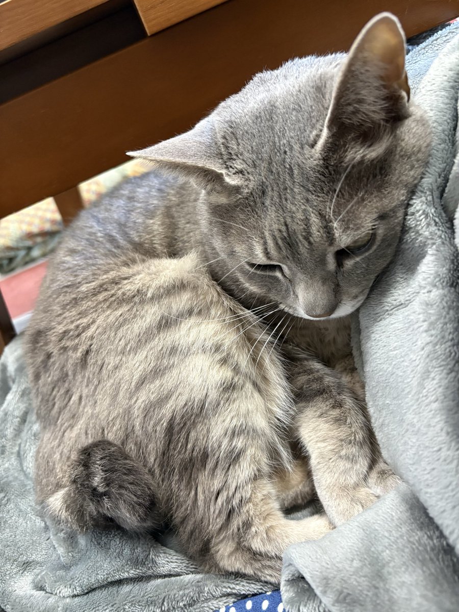 もちや tweet media