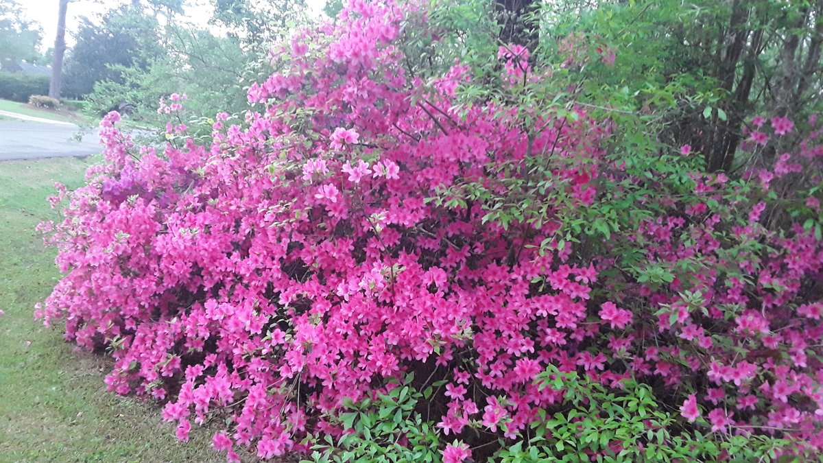 Silverghostfox tweet media