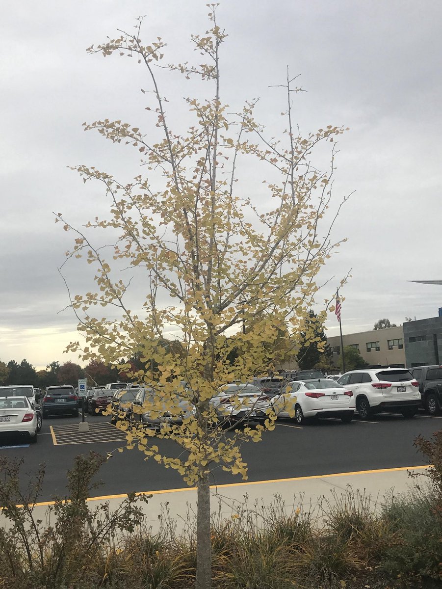 ke_will 🥝 tweet media