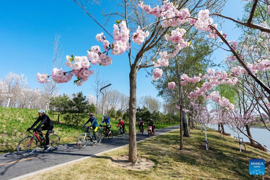 PDChina's tweet photo. Many riverbanks in Beijing are bursting into bloom, drawing locals and visitors alike to stroll, relax, and soak up the spring vibes. https://t.co/a3SJFL89JA