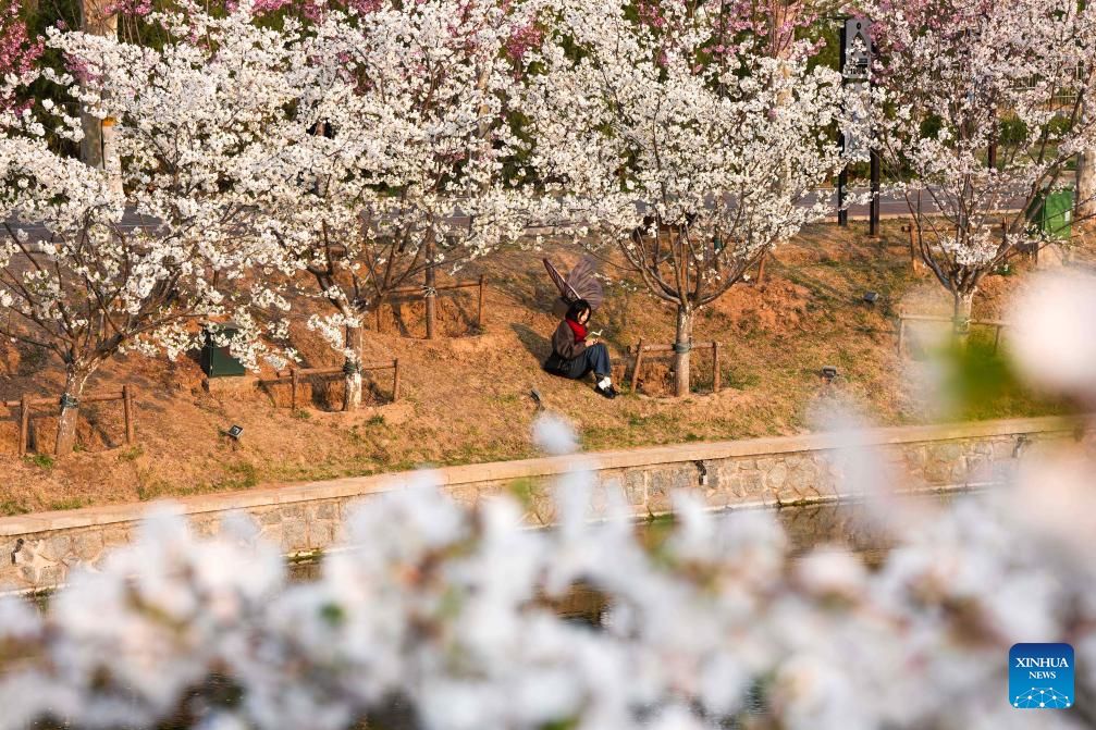 PDChina's tweet photo. Many riverbanks in Beijing are bursting into bloom, drawing locals and visitors alike to stroll, relax, and soak up the spring vibes. https://t.co/a3SJFL89JA