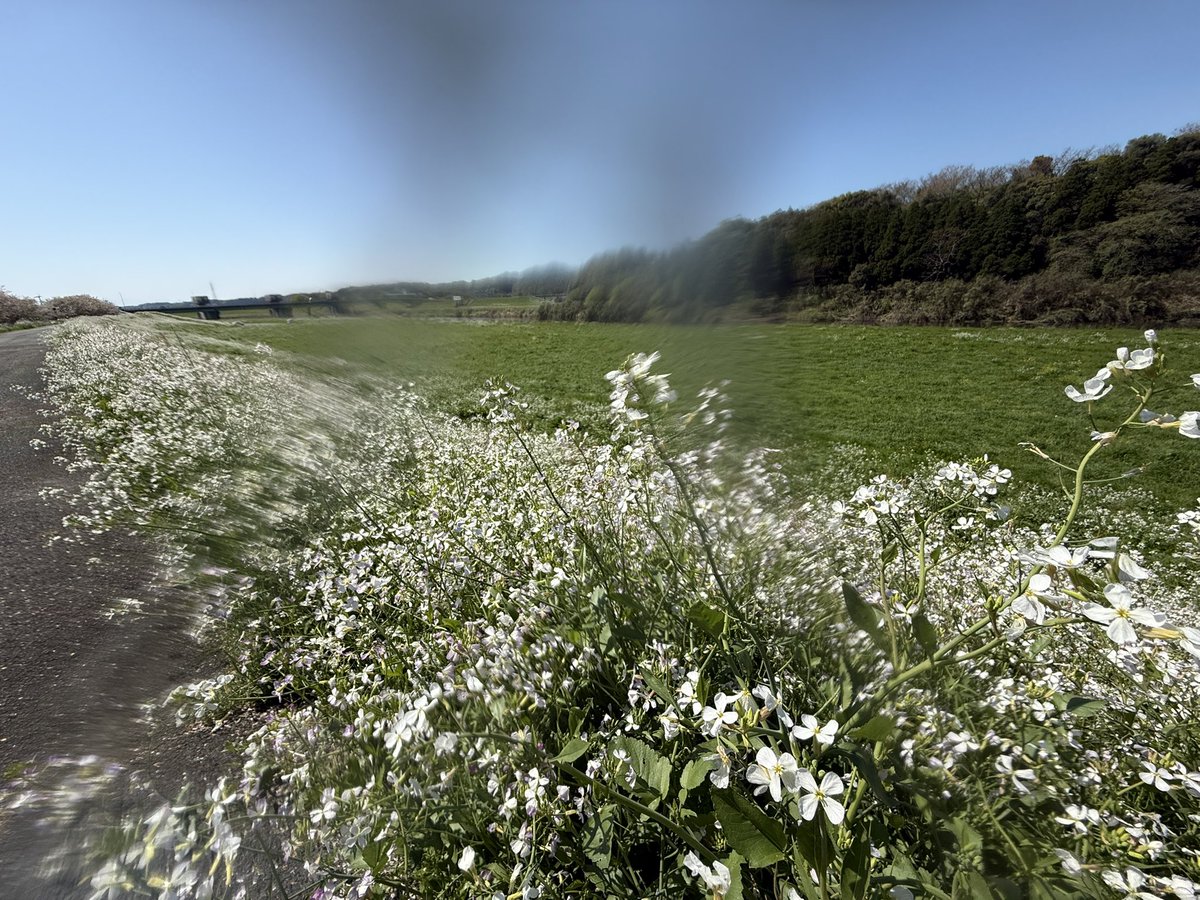 tanouetohru's tweet image. 落としてしまった。
#iPhone16