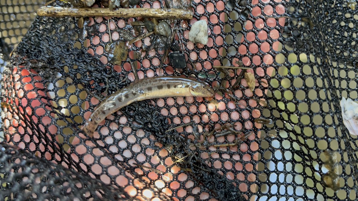 川鮫工房｜人と水辺を繋ぐ生き物作家/いきものづくし2026 tweet media