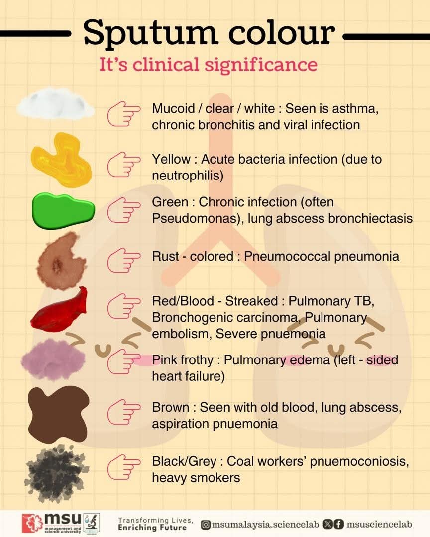 MSUsciencelab's tweet image. Your sputum colour can tell a story about your lungs 👀🫁
From clear to green, even pink or rust. Each shade may signal different conditions like asthma, pneumonia, or tuberculosis.

Don’t ignore the signs #MSUrians . Early awareness can save lives! 💡

#MSUScienceLab