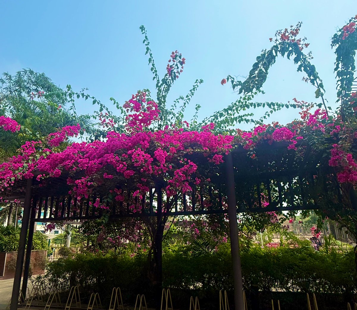 Sushma🍁 tweet media