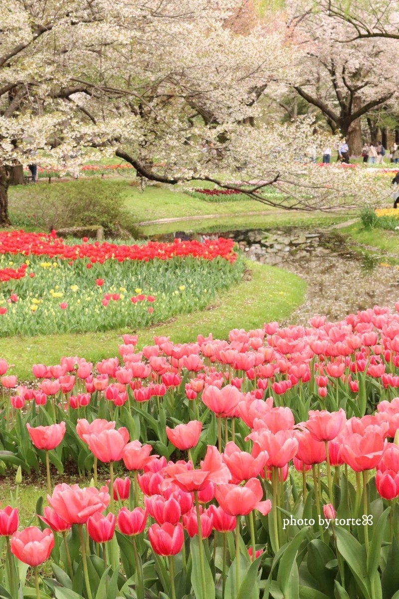 𝑡𝑜𝑟𝑡𝑒 🌸ꕤ˙˚°𖡼.𖤣𖥧 tweet media