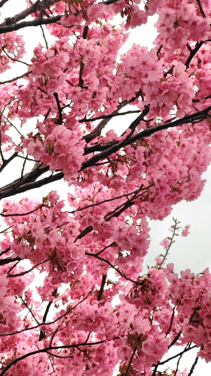 たからやフルーツ本店 tweet media