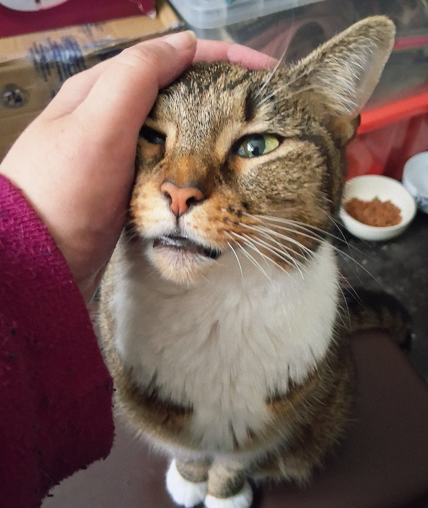 LoveCrosStitch's tweet image. 'I've got all this love
Waiting just for you'

Don't go away by jade

#lifeofmuffin #catsoffacebook #catsonx #catsofinstagram #fureverlovedsar