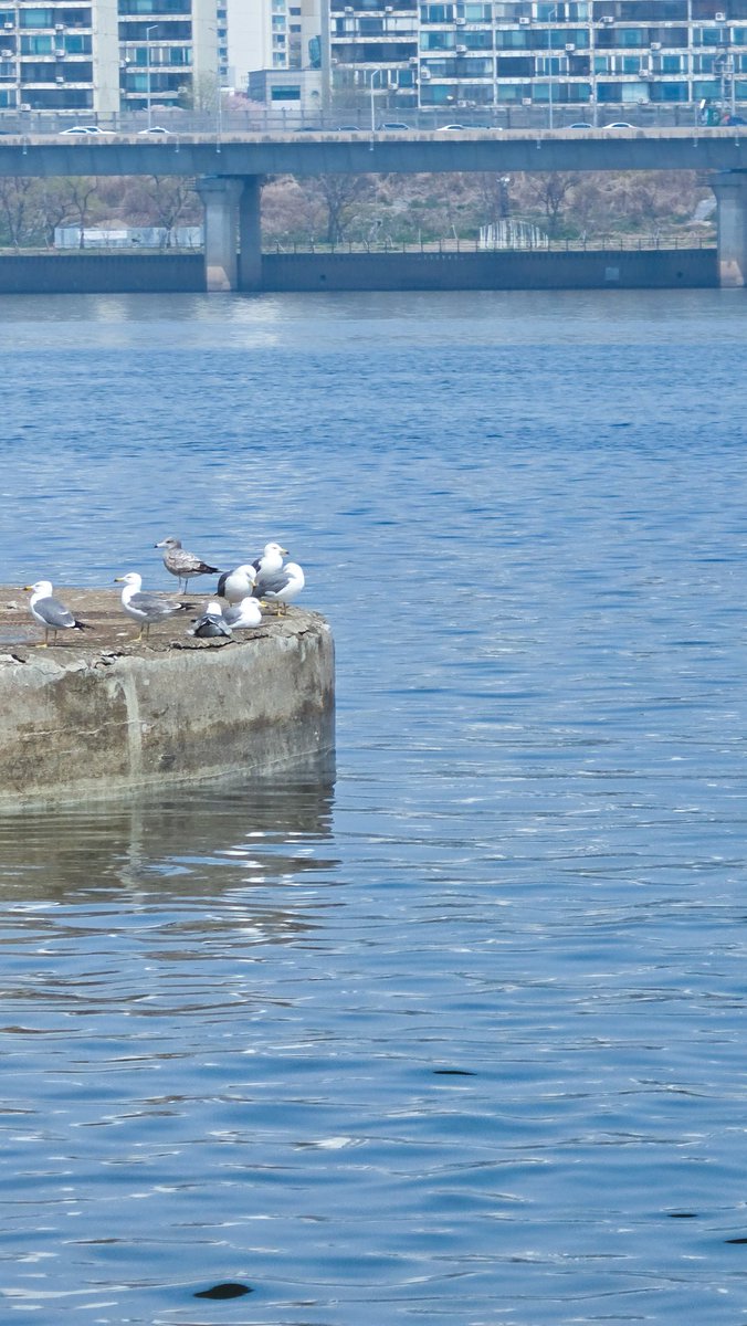 세츠❄️SETSU tweet media