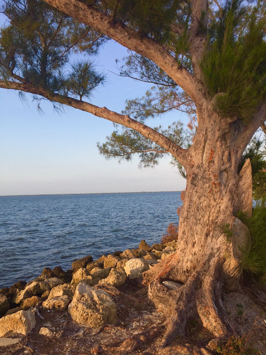 The crafts tweet media