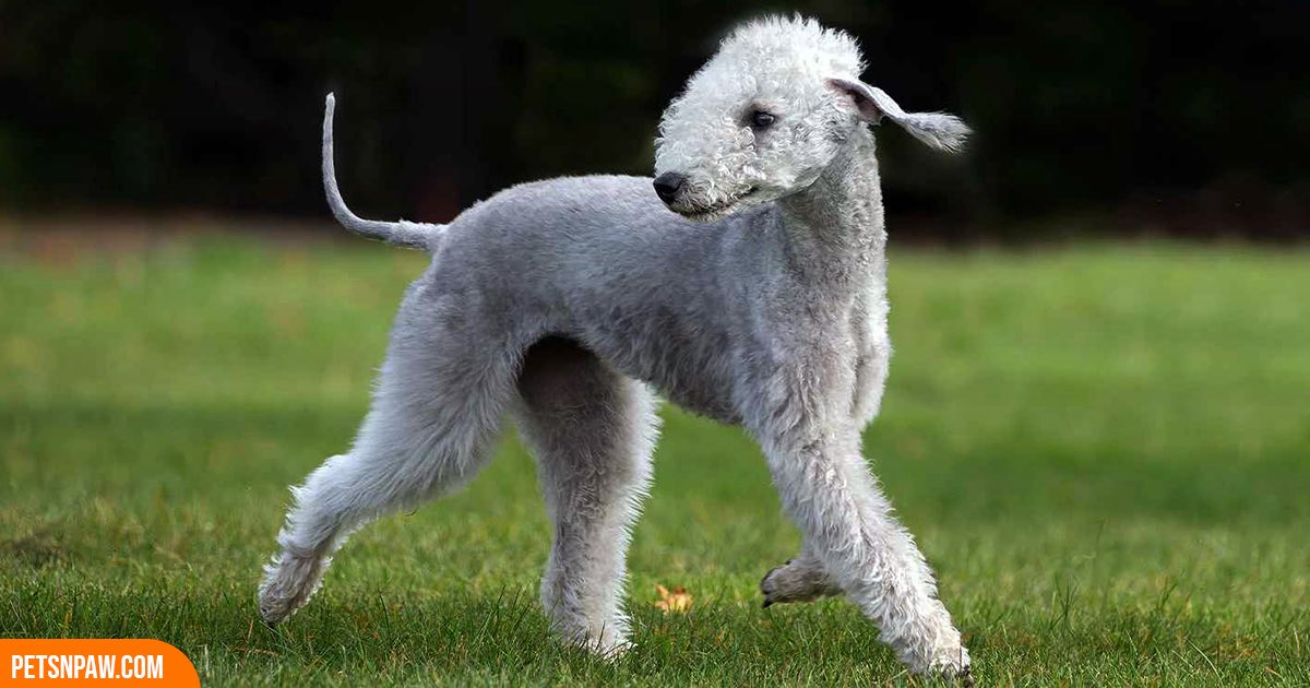 animastica's tweet photo. Think you know #dog breeds?

Here are 10 rare dogs, and most people can’t name more than a few.

Take a look and try to guess them all. Drop your answers in the comments.

the correct answers are in the first comment 😉 https://t.co/CYm0dmLAUw